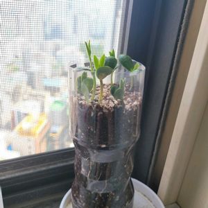 とうがらし,ミニトマト,枝豆,水やり,ベランダ菜園の画像