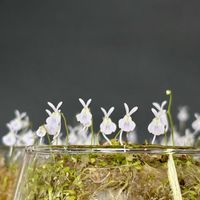 ウサギゴケ,ウサギゴケ,ウトリクラリア・サンダーソニー,ウトリクラリア・サンダーソニー,Utricularia sandersoniiの画像