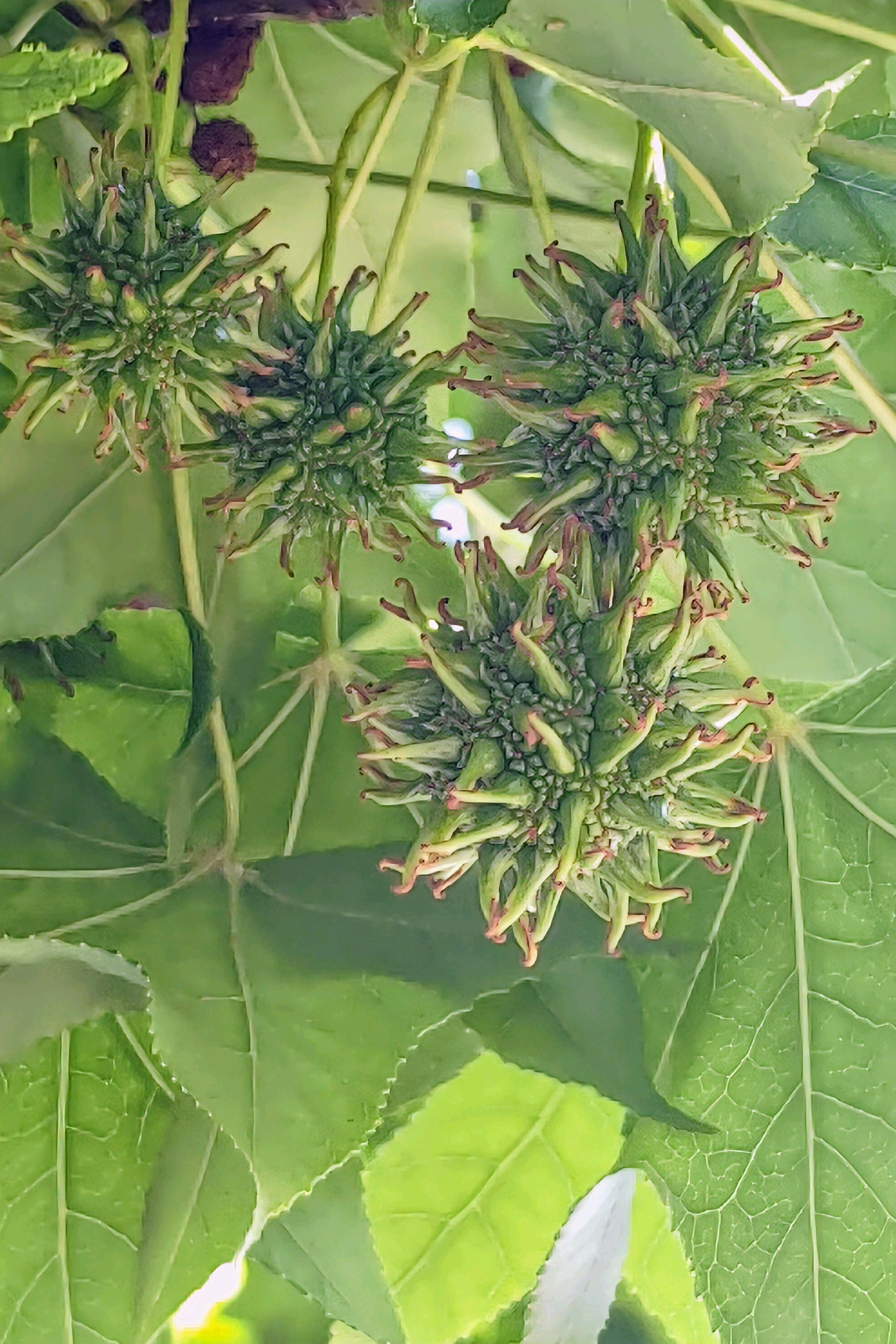 モミジバフウ　アメリカフウ　8株まとめ No.628 モミジバフウ（アメリカフウ）の街路樹 2025/0528｜🍀GreenSnap