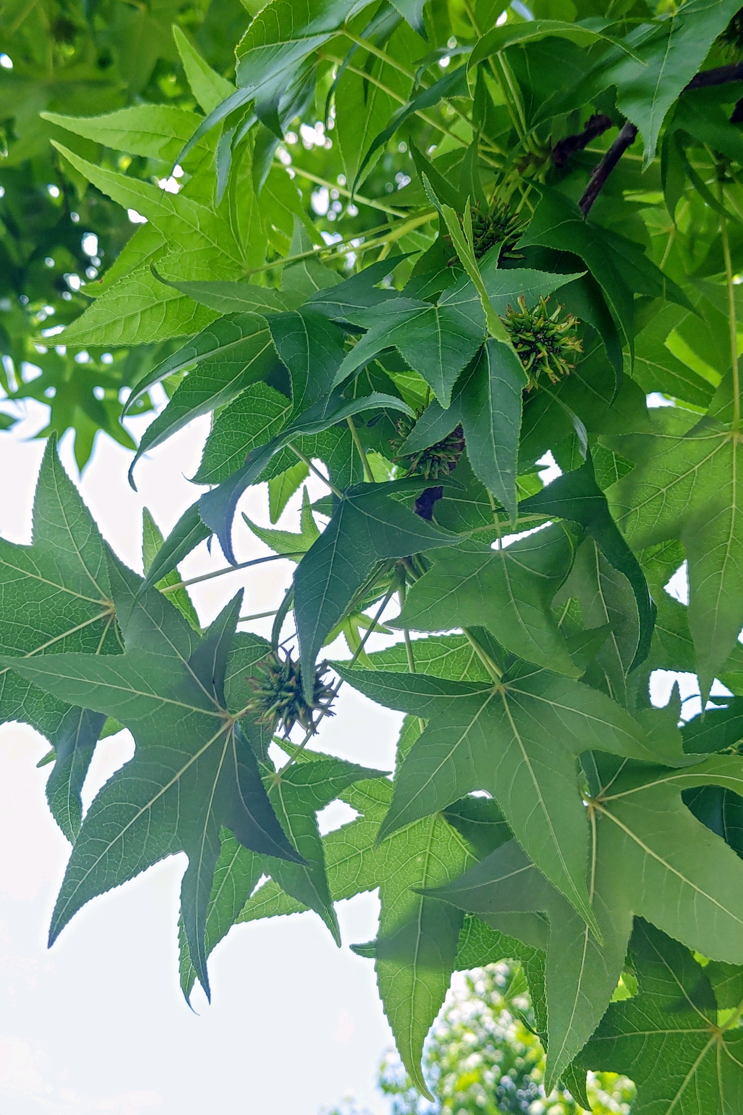 モミジバフウ　アメリカフウ　8株まとめ モミジバフウ アメリカフウ 8株まとめ