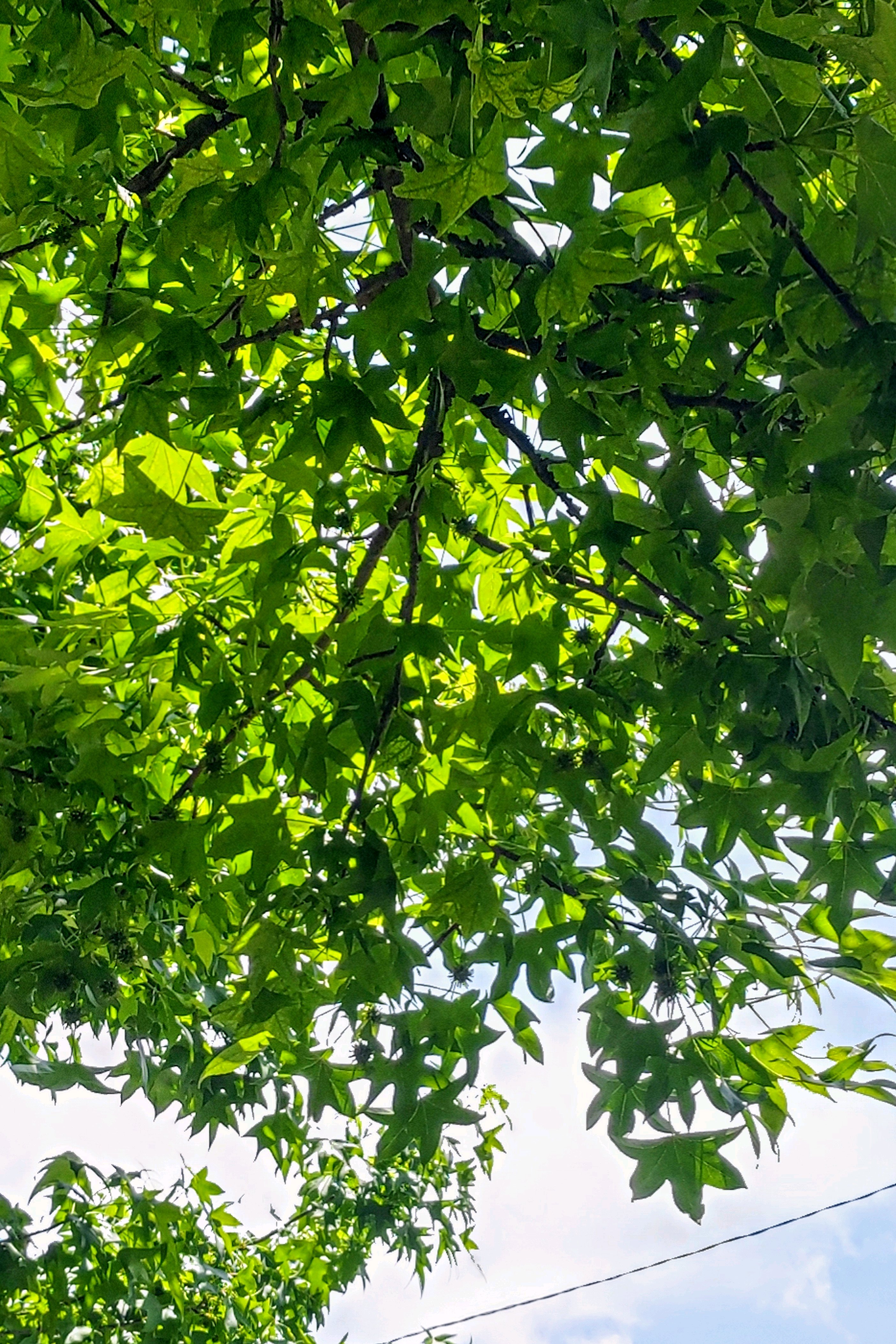 モミジバフウ　アメリカフウ　8株まとめ モミジバフウ アメリカフウ 8株まとめ 樹木シリーズ76 モミジバフウ