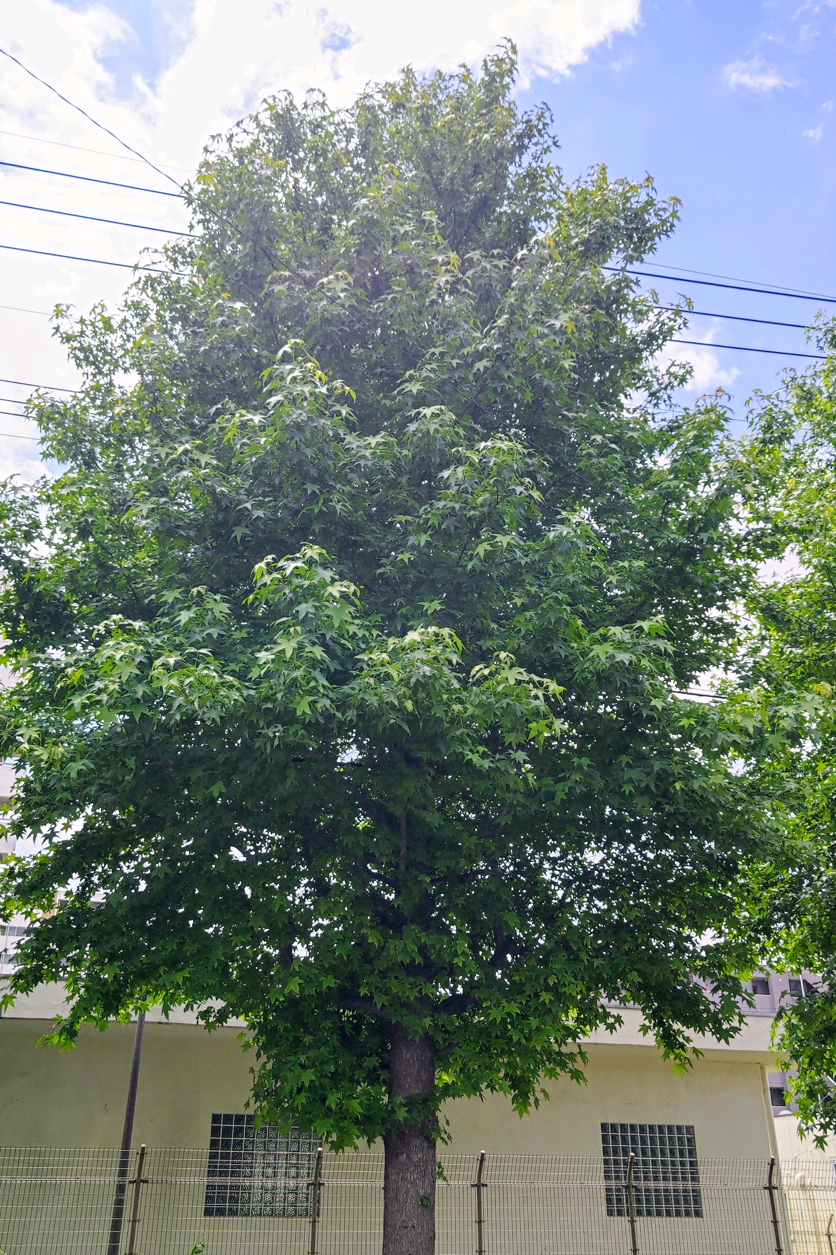 No.628 モミジバフウ（アメリカフウ）の街路樹 2025/0528｜🍀GreenSnap