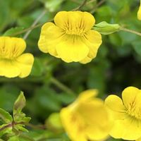 エキナセア,サルビア,メカルドニア  ゴールドダスト,フェリシア・スプリングメルヘン,小さな幸せ♡の画像