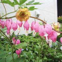 タイツリソウ,地植え,ピンクの花,ハートの形,玄関アプローチの画像