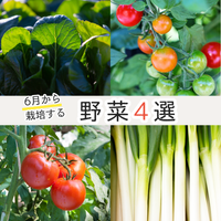 植物のある暮らし,肥料,プランター栽培,ベランダ菜園,自然のある暮らしの画像