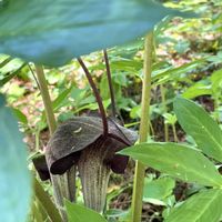 ウラシマソウの画像
