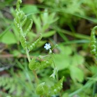 キュウリグサ,山野草,野草の画像