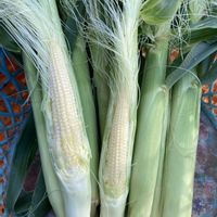 コバノズイナ,ビックリグミ,ヤング コーンの画像