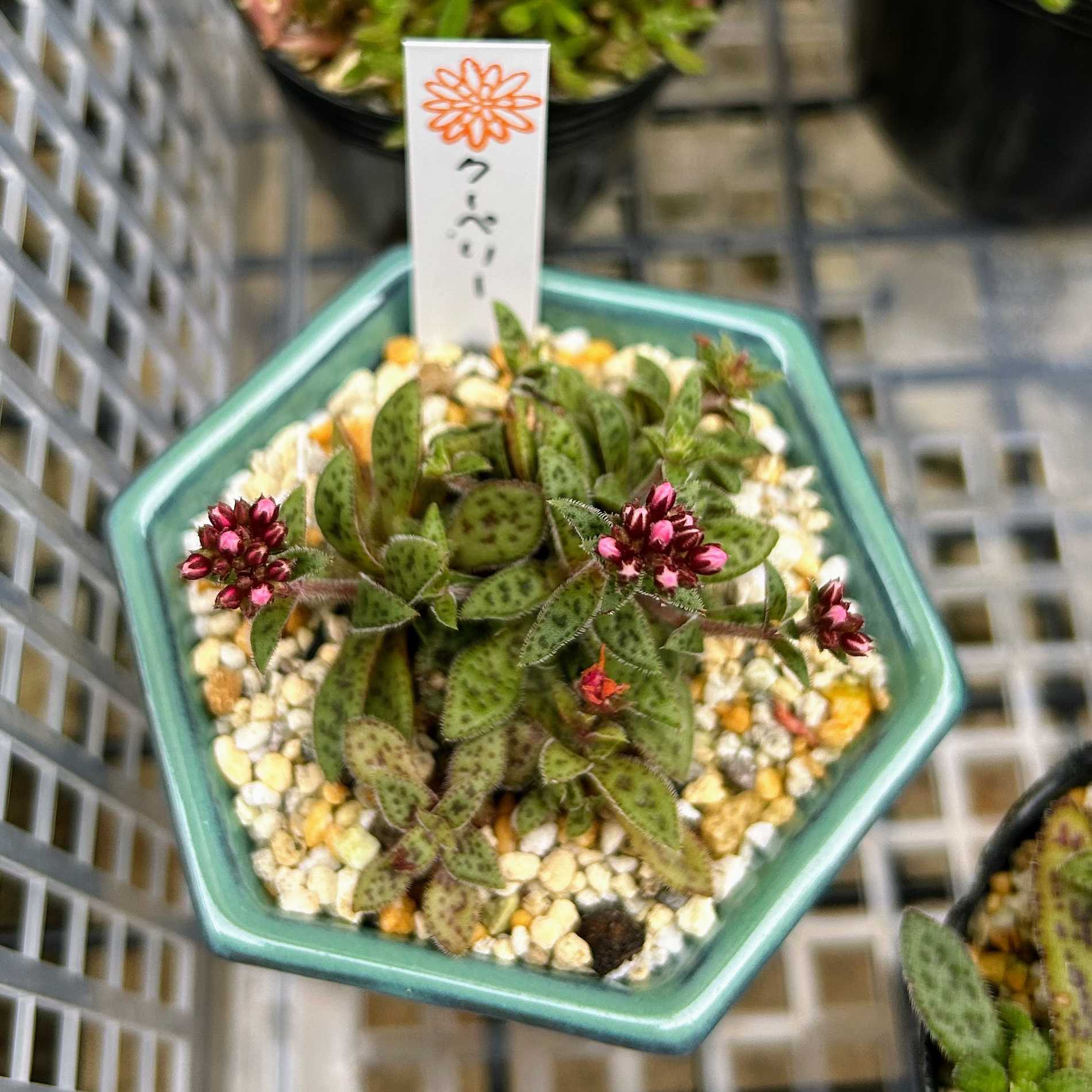 つぶつぶ屋の一覧｜🍀GreenSnap（グリーンスナップ）