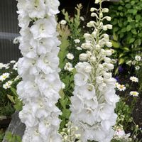 タイツリソウ,ヘリクリサム,オルレア,オオニソガラム(オオアマナ),デルフィ二ウムの画像