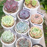 スモークツリー,ブルースター,七福神,マリア,アジュガ バーガンディーグローの画像