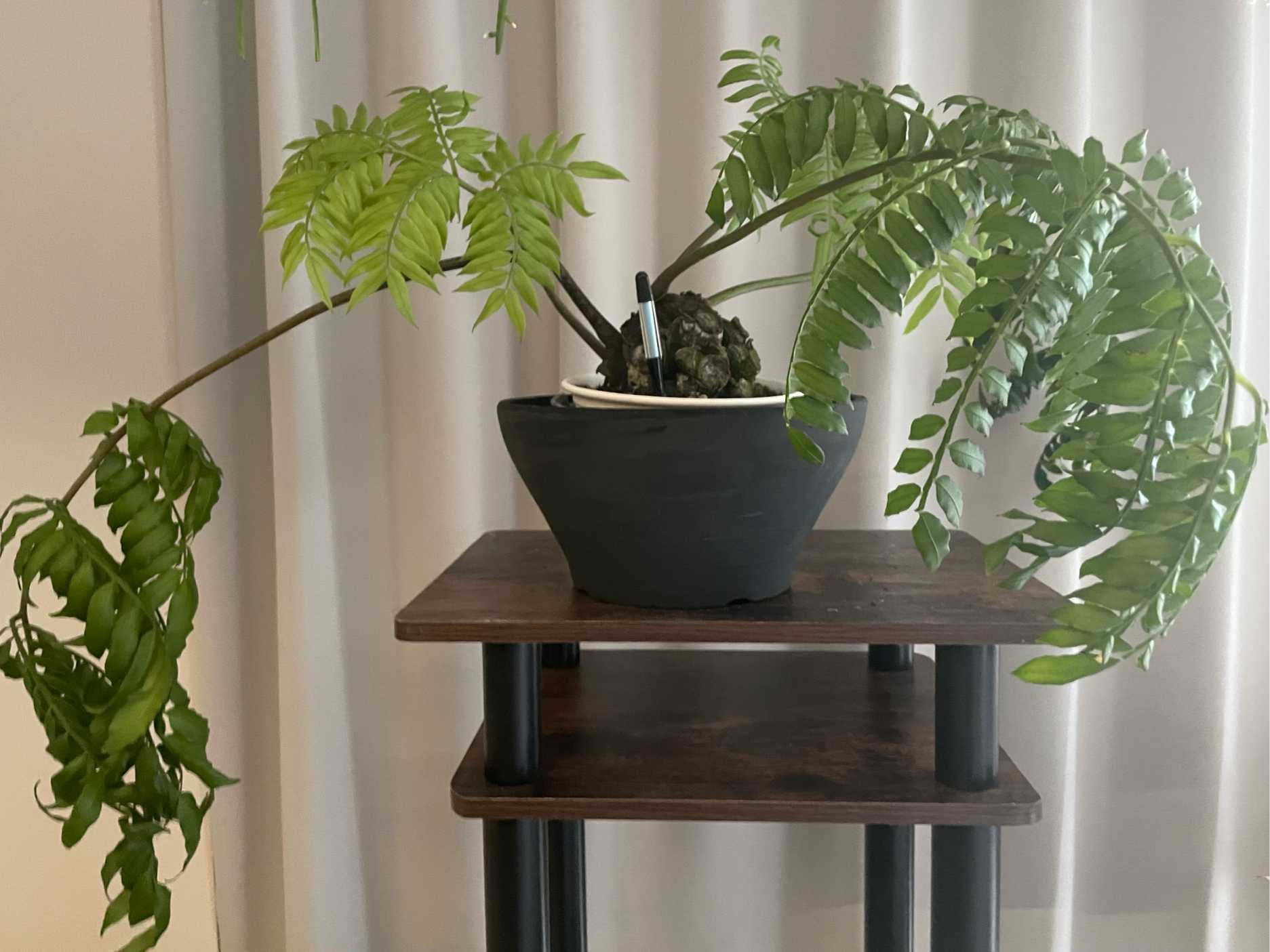 リュウビンタイ えげつないサイズ 【公式通販】