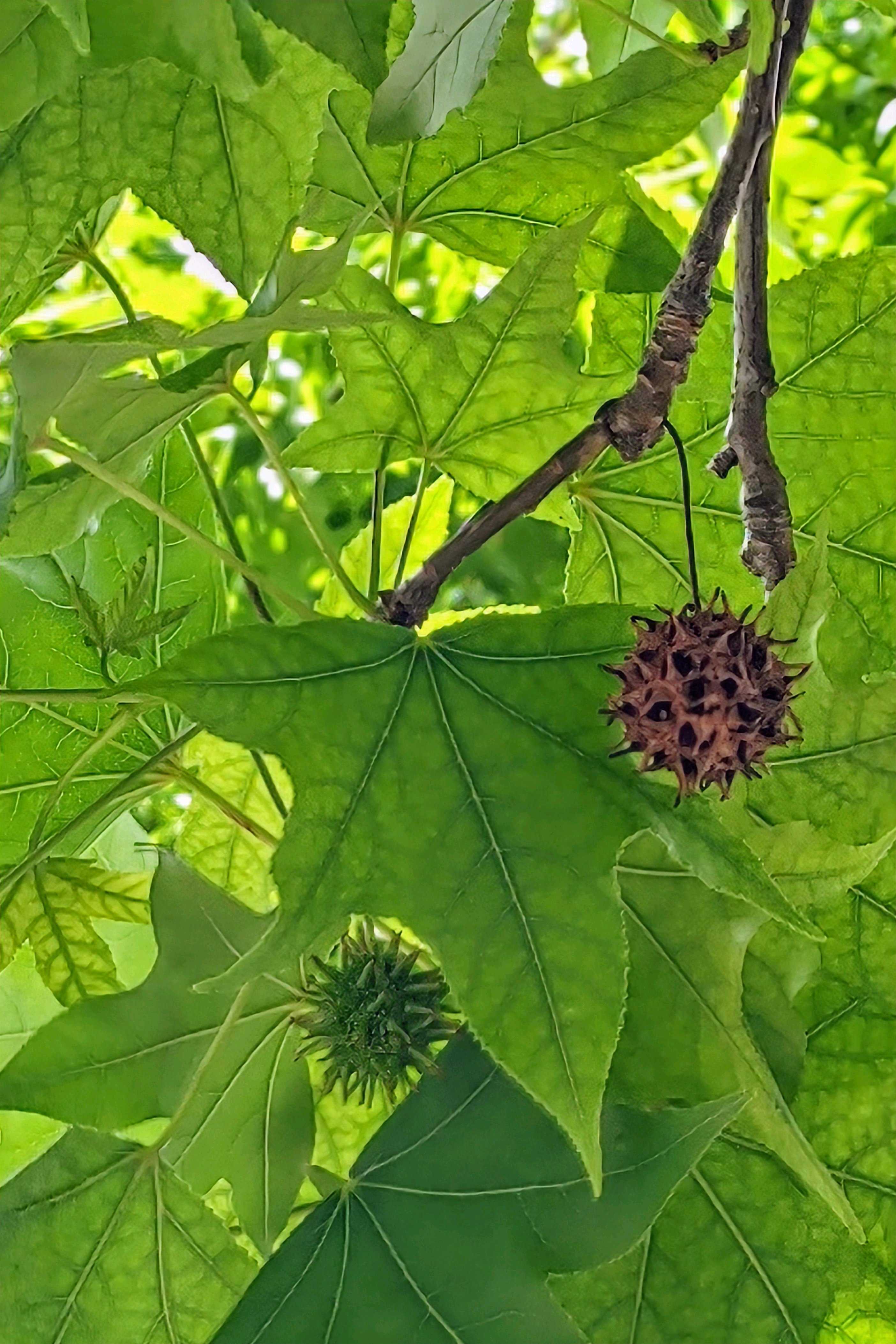 モミジバフウ　アメリカフウ　8株まとめ モミジバフウの見分け方 - 関西造園土木株式会社