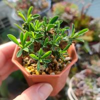 峨眉山,ユーフォルビア・峨眉山,ユーフォルビア属,観葉植物,ユーフォルビアの画像