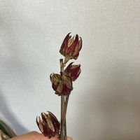 ローゼルの画像