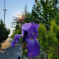 ジャーマンアイリス,GSのみなさんに感謝♡,青い花マニア,GSの繋がりに感謝♡,チーム・ブルーの画像