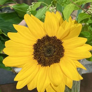 ミニひまわり,ミニヒマワリ,花束,鮮やか ,夏の花の画像