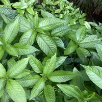 コシアブラ,ササユリ,ゴマギ(胡麻木),ヤマアイ,山野草の画像