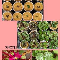 大文字草,アリウム　カメレオン,山野草,花のある暮らし,お花大好き♡の画像