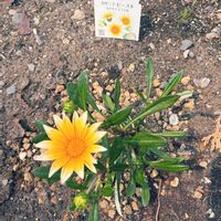 カタバミ,カタバミ,キララ,オステオスペルマム キララ,マーガレットシンプリーコーラルの画像