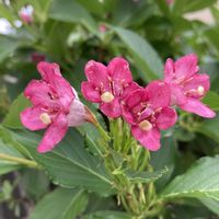 ウツギ,ウツギ,箱根空木（ハコネウツギ）,箱根空木（ハコネウツギ）,花壇の画像