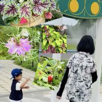 ニゲラ,ブラックベリー,ブルースター,ワイルドストロベリー,ヒューケラの画像