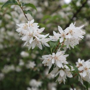 ウツギ,日本庭園,癒される,かわいい♡,六義園の画像