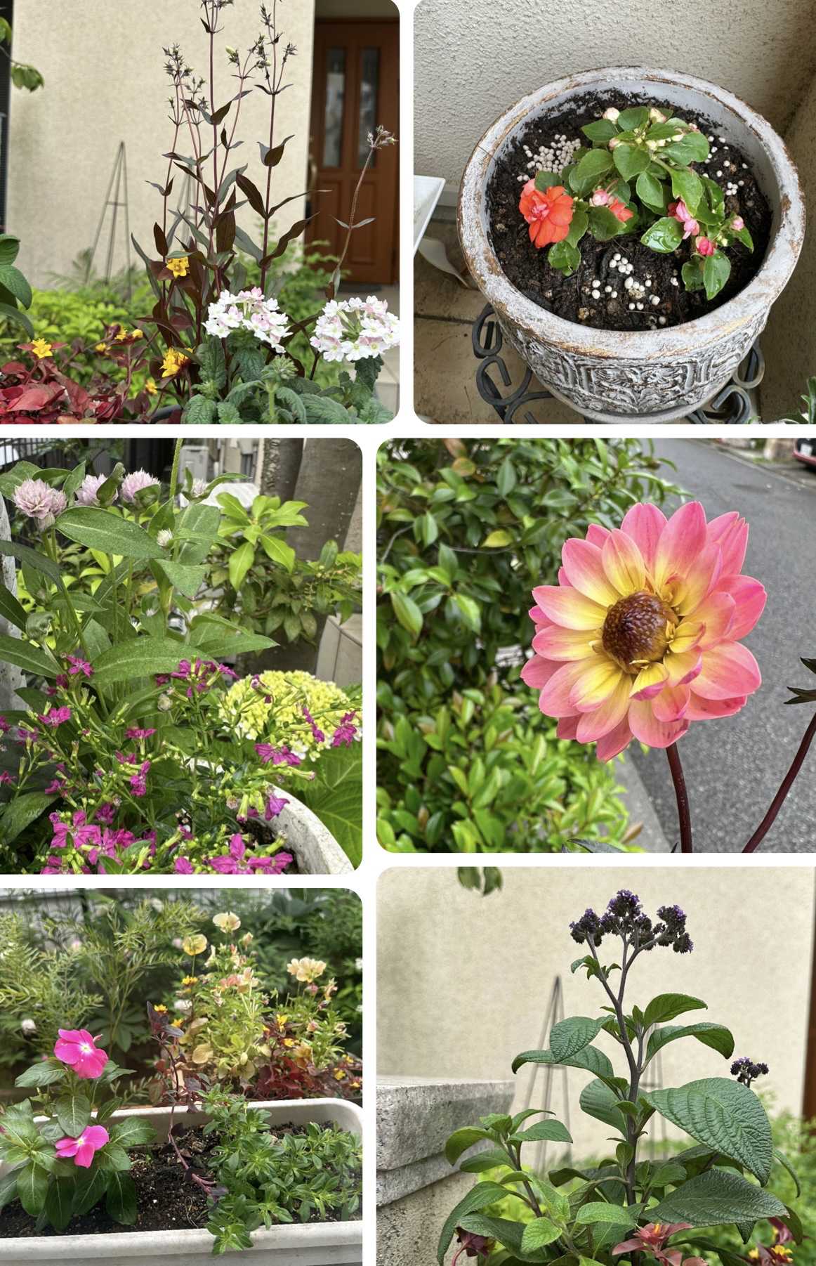 銅葉ぷちダリア ピーチラバーズの一覧｜🍀GreenSnap（グリーン