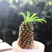 ソテツキリン,パイナップルコーン,峨眉山,ユーフォルビア属,ピーチパインの画像