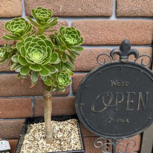 サンバースト,アエオニウム,サビサビ,オープンガーデン,nolochrysumの画像