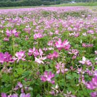 レンゲソウ,レンゲソウ,れんげ畑,花のある暮らし,お出かけ先の画像