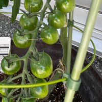 ミニトマト,鉢植え,玄関アプローチの画像