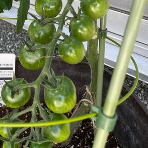 ミニトマト,鉢植え,玄関アプローチの画像