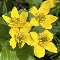 ミズバショウ,リュウキンカ,山野草,自生,山野草大好きの画像