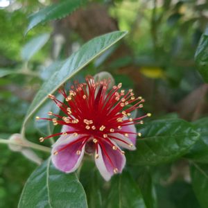 フェイジョア,エディブルフラワー,花のある暮らし,フェイジョアの花,おうち園芸の画像