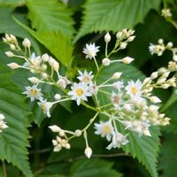 ウツギ,ウツギ,ノリウツギ,ドクウツギ,ミツバウツギの画像