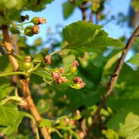 カシス,カシスの画像