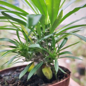 パキポディウム,パキポディウム・ラメリー,多肉植物,観葉植物,塊根植物の画像