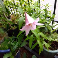 キキョウラン,ハーブゼラニウム,菖蒲（ショウブ）,肥後ビャクセン,ユリ マニフィークの画像