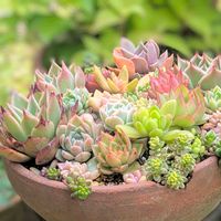 黄麗,春萌,タイトゴメ,月の王子,斑入りタイトゴメの画像