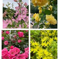 チドリソウ,ミニバラ,麒麟草の画像