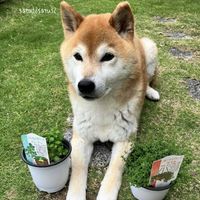 クレソン,タイムクリーピングレッドの画像