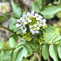 クレソン,クレソン（オランダガラシ）,オランダガラシの画像