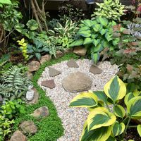 アセビ,イカリソウ,クリスマスローズ,コガクウツギ,センリョウの画像