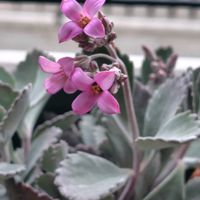 ヒメイワダレソウ,カランコエ プミラ,八重咲きドクダミ,ウチョウラン,ヒマワリの蕾の画像