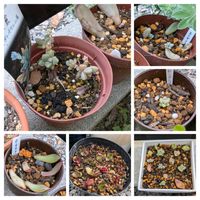 火祭り,火祭り,星美人,秋麗,秋麗の画像