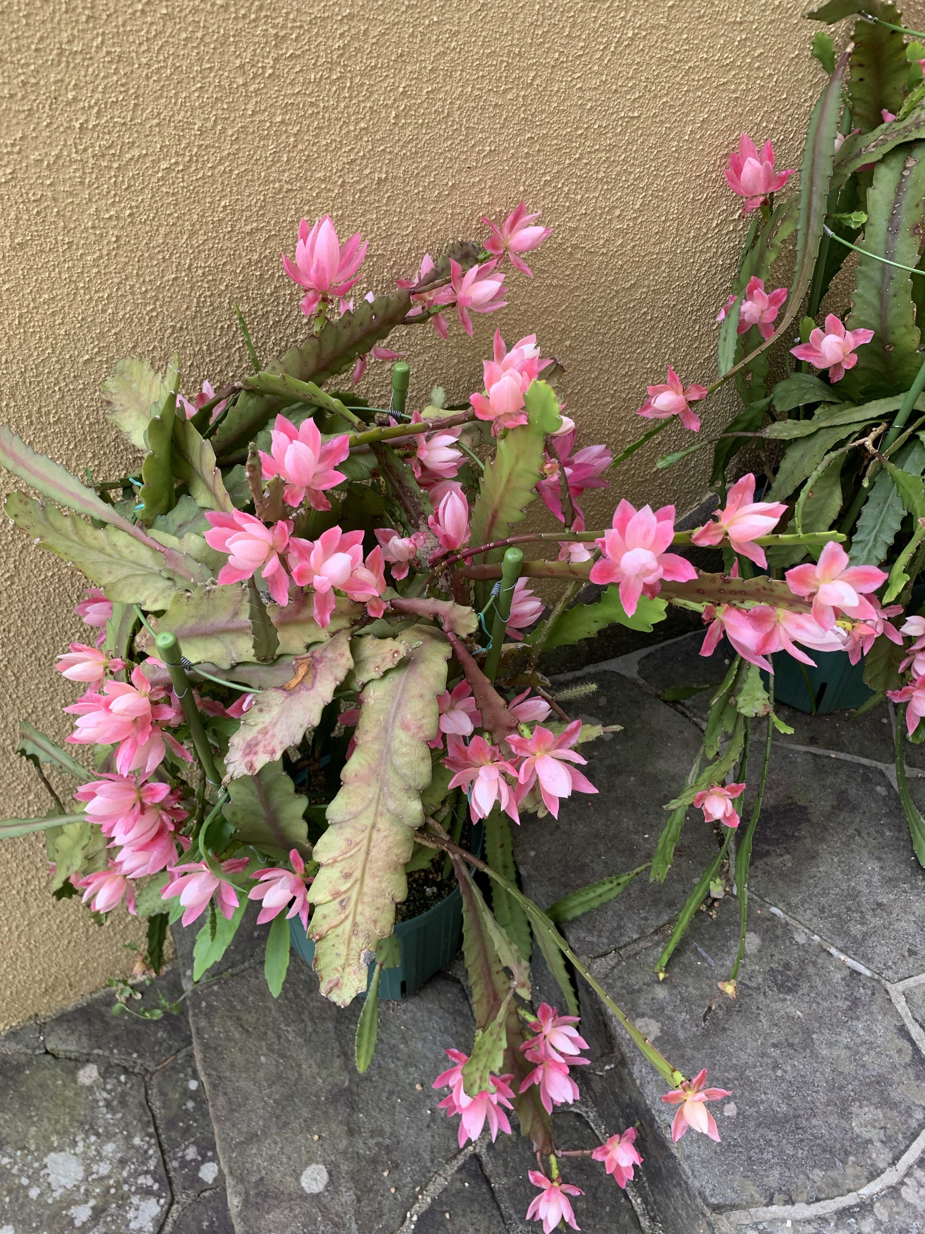 クジャクサボテン みなとまつりの一覧｜🍀GreenSnap（グリーンスナップ）