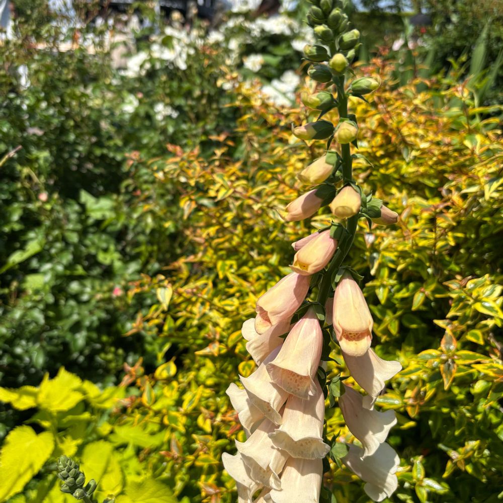 レモン茶さんの山下公園への投稿