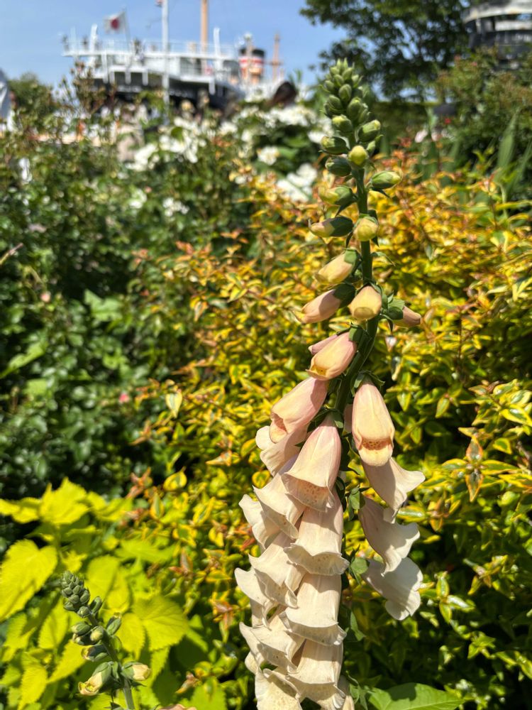 レモン茶さんの山下公園への投稿
