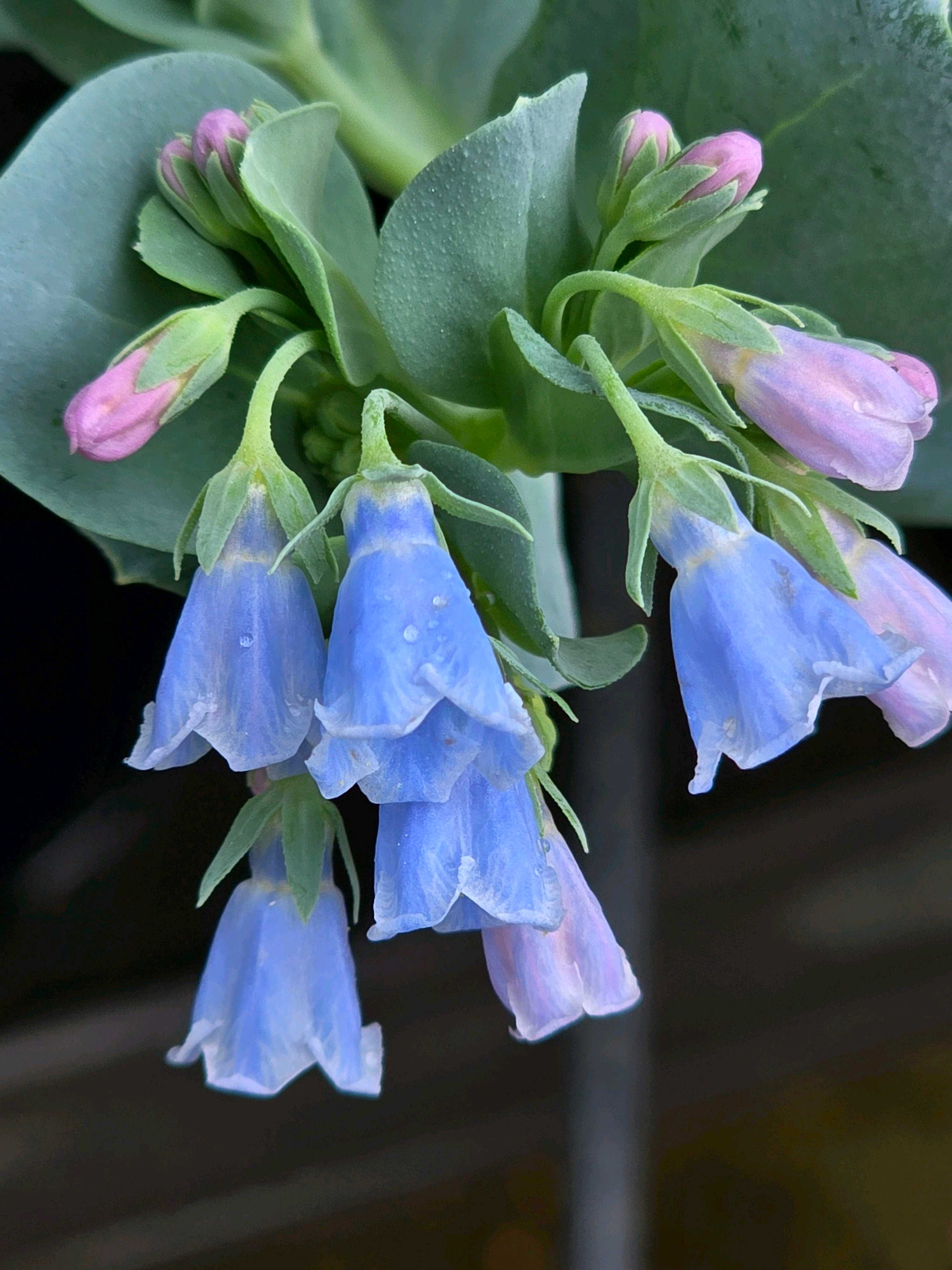 メルテンシア・マリティマの一覧｜🍀GreenSnap（グリーンスナップ）